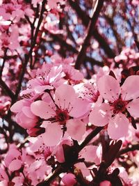 Low angle view of cherry blossoms in spring