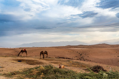 Horses on field against sky