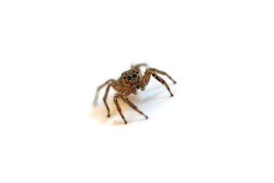 Close-up of spider on white background