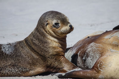 Close-up of an australian sea lion baby