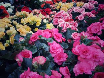 Full frame shot of flowers blooming outdoors