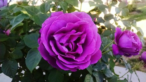 Close-up of pink flowers