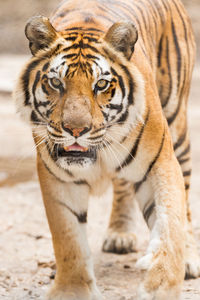 Close-up portrait of a bengal tiger