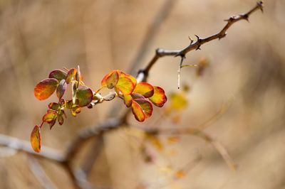 Close-up of berries growing on tree