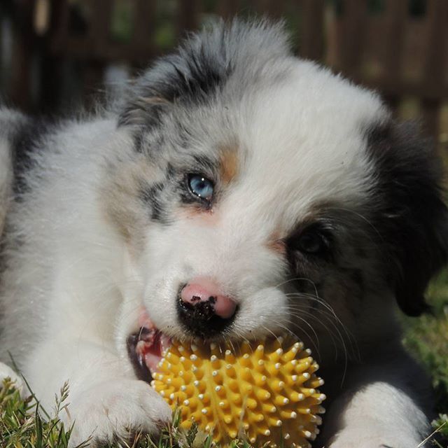 animal themes, one animal, pets, domestic animals, mammal, dog, close-up, focus on foreground, young animal, cute, yellow, looking at camera, portrait, animal hair, no people, field, flower, animal head, puppy, day