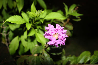 Close-up of pink flowering plant