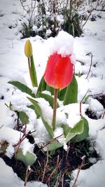 Close-up of snow covered mushrooms on field