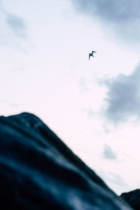 Low angle view of bird flying in sky