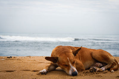 Dog relaxing on beach