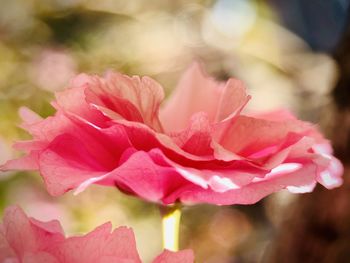 Close-up of pink rose