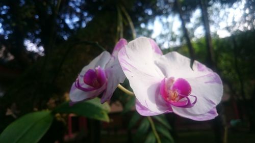 Close-up of pink flowers