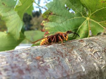 Close-up of insect on rock