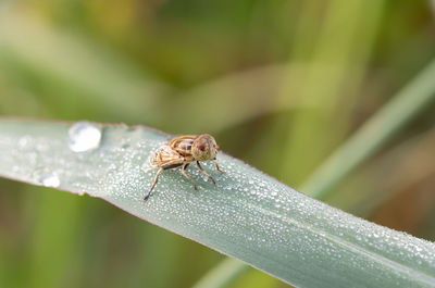 Close-up of insect on leaf