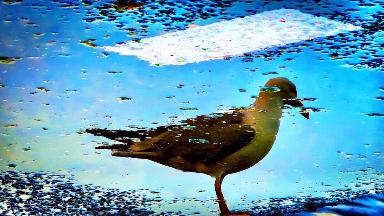 animal themes, water, animals in the wild, one animal, wildlife, reflection, blue, nature, bird, swimming, high angle view, lake, day, outdoors, puddle, sunlight, no people, sky, wet, full length