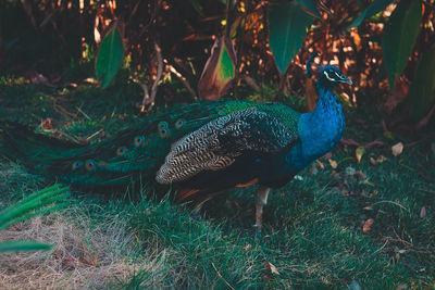 Side view of a peacock