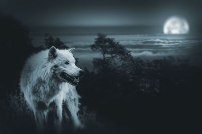 Wolf on field at night