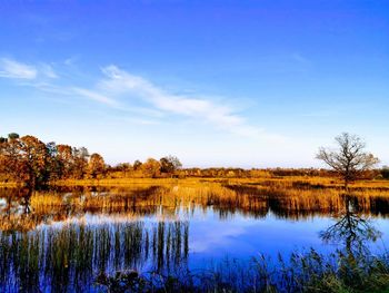 Scenic view of lake by trees against blue sky