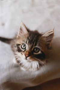 Close-up portrait of a cat