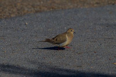 High angle view of bird on street