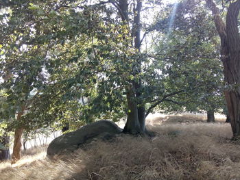 Trees on countryside landscape