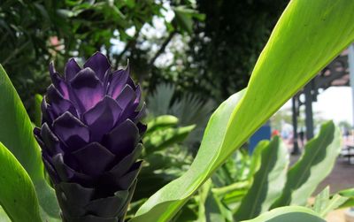 Close-up of purple flowers growing in park