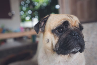 Close-up of a dog looking away