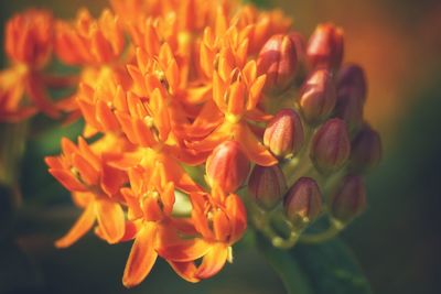 Close-up of orange flowering plant