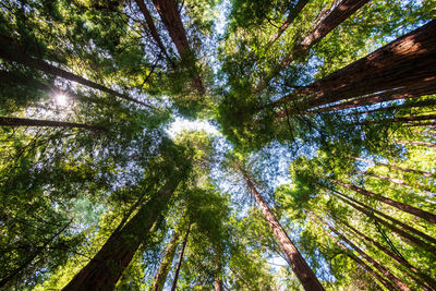 Low angle view of sunlight streaming through trees in forest