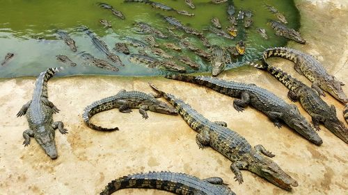 High angle view of crocodile in lake