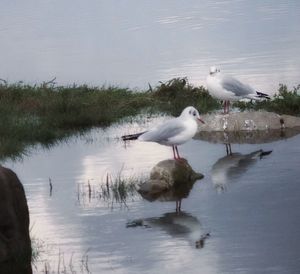 View of seagulls at lakeshore