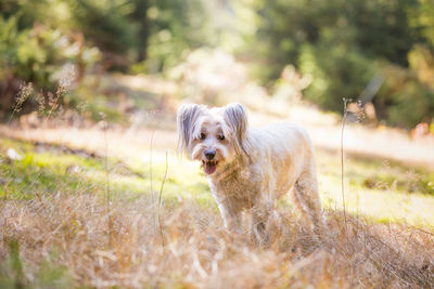 Portrait of dog standing on field