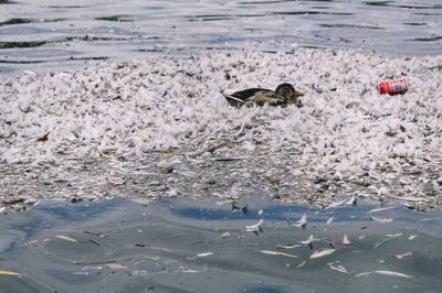 Birds swimming in sea