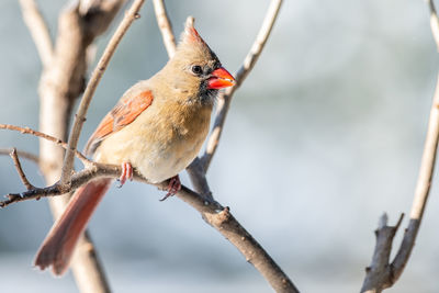 Close-up of bird perching on branch