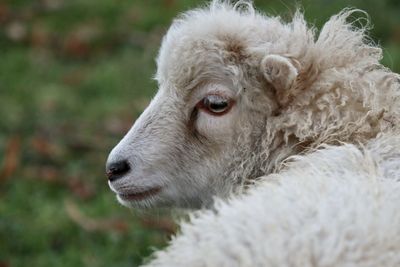 Close-up of a sheep looking away