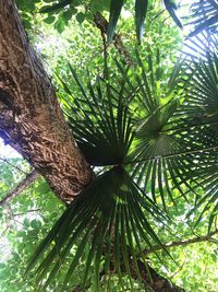 Low angle view of palm tree