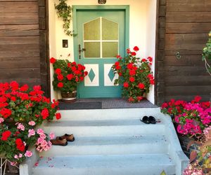 Potted plants against window of building