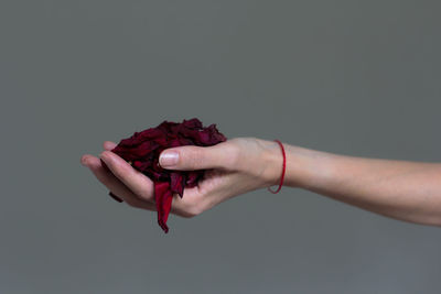 Close-up of hand holding red flowers against gray background