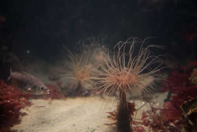 Close-up of coral underwater