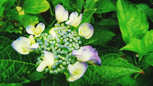 Close-up of flowers in bloom