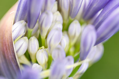 Close-up of purple flowering plant