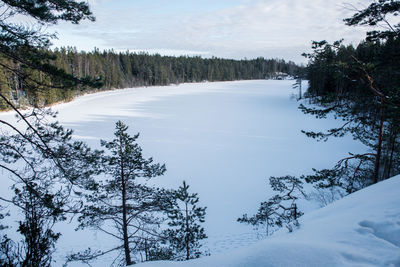 Scenic view of forest against sky during winter