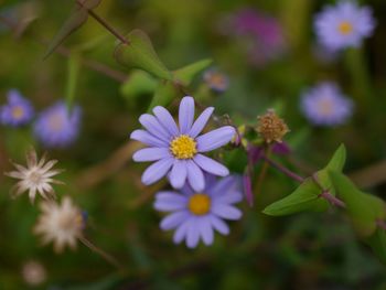 Close-up of purple flowering plant