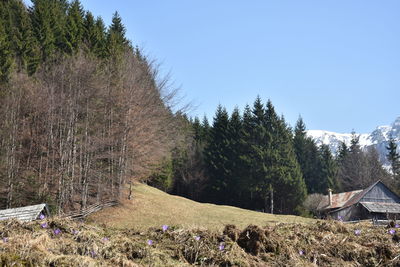 Panoramic shot of trees on field against sky