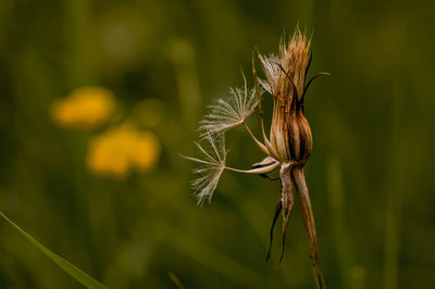 Close-up of plant growing on field