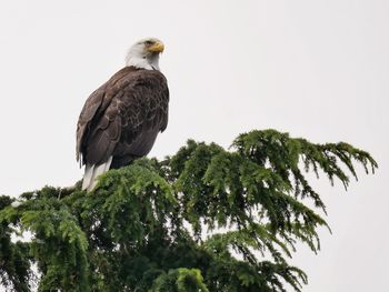 Low angle view of eagle perching on tree against clear sky