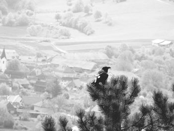 Raven perching on tree against village