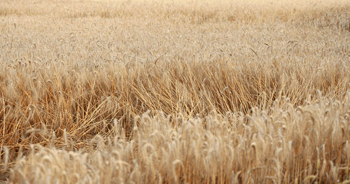 Field with yellow ripe wheat on a summer day. good harvest, ukraine