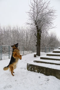 Dog on snow covered landscape