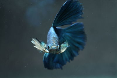 Close-up of blue siamese fighting fish swimming in aquarium