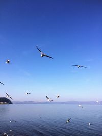 Seagulls flying over sea against clear blue sky